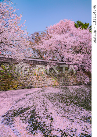 【諏訪高島城】お掘の花筏【諏訪市】 【諏訪高島城】お掘の花筏【諏訪市】 133114546