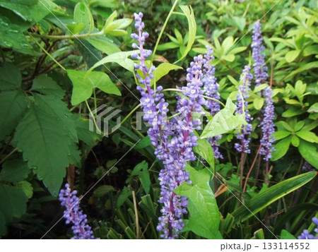 紫色の花を咲かすヤブラン 紫色の花を咲かすヤブラン 133114552