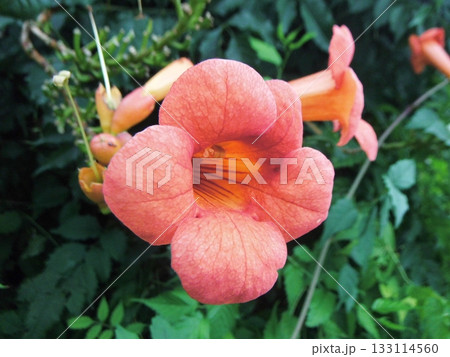 赤いノウゼンカズラ花 赤いノウゼンカズラ花 133114560