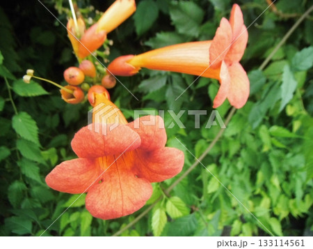 ノウゼンカズラの花 ノウゼンカズラの花 133114561