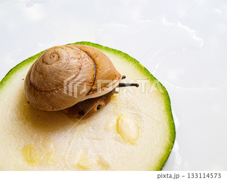 Snail akhatina zucchini and a white plate. Zen breakfast. Healthy healthy lifestyle Snail akhatina zucchini and a white plate. Zen breakfast. Healthy healthy lifestyle 133114573