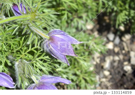 Pasque flower Pasque flower 133114859