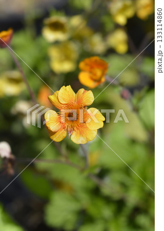 Avens Carlskaer Avens Carlskaer 133114860
