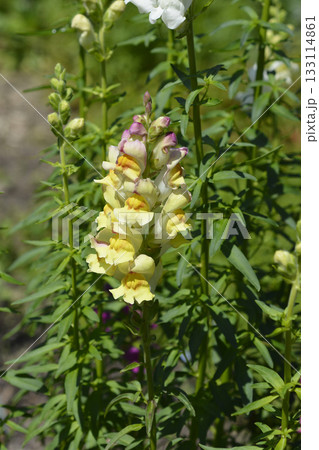 Snapdragon flowers 133114861