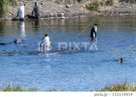 King penguin colony on Tierra de Fuego 133114914