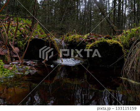 Forest swamp creek. A thicket of dark spruce forest. Waterfall on a stream with foam and current. 133115159