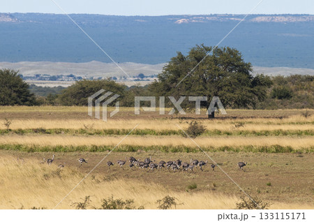 Greater Rhea, Rhea americana, in Pampas 133115171