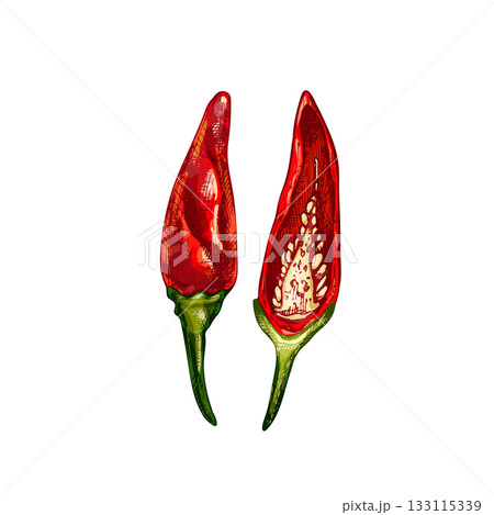 Whole and half pepper tabasco. Vector vintage hatching color illustration. 133115339