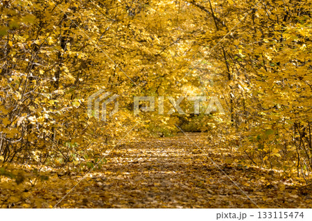 Autumn Forest Path in Colorful Trees Tunnel 133115474