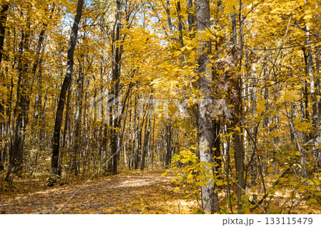 Autumn Forest Path in Yellow Colored Tall Trees Autumn Forest Path in Yellow Colored Tall Trees 133115479