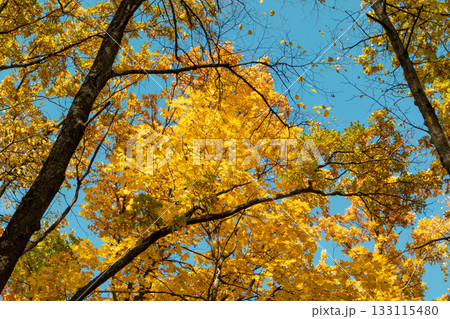 Autumn yellow vibrant leaves in forest on blue sky 133115480
