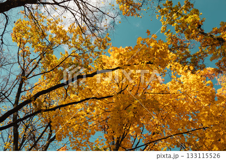 Autumn golden maple trees forest look up on sky Autumn golden maple trees forest look up on sky 133115526