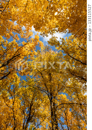 Autumn golden leaves in forest look up Autumn golden leaves in forest look up 133115527