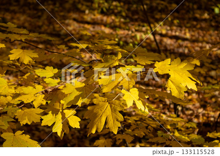 Vibrant yellow leaves maple tree branch close-up 133115528