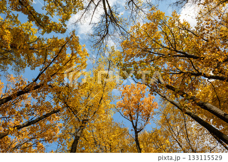 Autumn woods look up, yellow leaves on blue sky Autumn woods look up, yellow leaves on blue sky 133115529