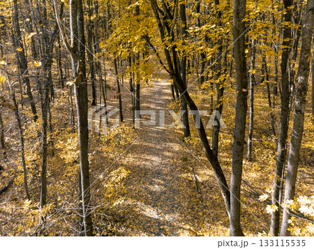 Autumn Forest with Sunlit Path Between Tall Trees Autumn Forest with Sunlit Path Between Tall Trees 133115535