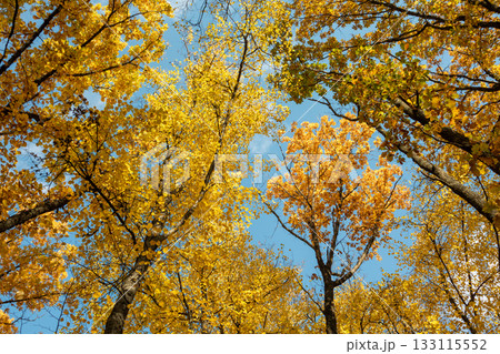 Autumn trees look up, yellow leaves on blue sky Autumn trees look up, yellow leaves on blue sky 133115552