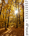 Sun shining in tall trees of autumn forest 133115557
