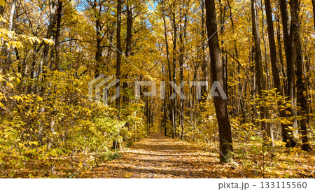 Autumn Sunny Forest with Yellow Leaves Trees 133115560