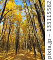 Autumn Forest Path in Colorful Trees on Blue Sky 133115562