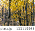 Sunny Autumn Forest Path in Yellow Trees 133115563