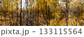 Golden vibrant autumn forest panorama 133115564