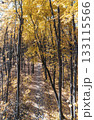 Scenic Autumn Forest Walking Path in Tall Trees 133115566