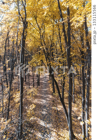 Scenic Autumn Forest Walking Path in Tall Trees 133115566