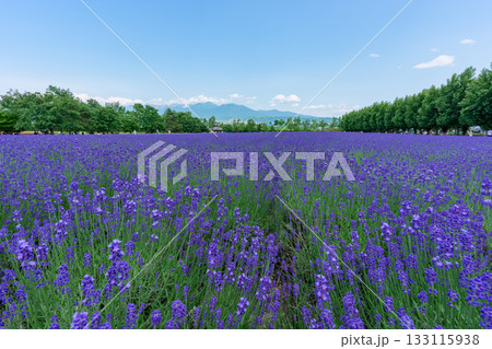 北海道・富良野 ファーム富田のラベンダー畑と青空の風景 北海道・富良野 ファーム富田のラベンダー畑と青空の風景 133115938