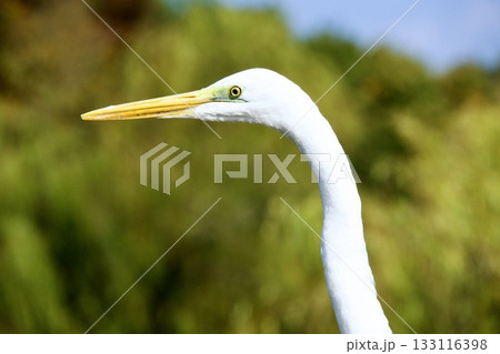 ダイサギの優雅な立ち姿と水辺の自然 133116398