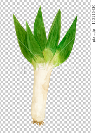 手繪水彩插圖，描繪的是下稔大蔥。 133116430