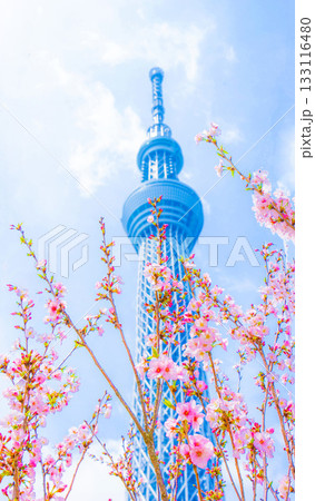 スカイスリーと桜のイメージ 133116480