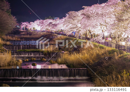 宮城野早川堤の桜 133116491