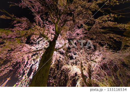 山下公園の夜桜ライトアップ 山下公園の夜桜ライトアップ 133116534