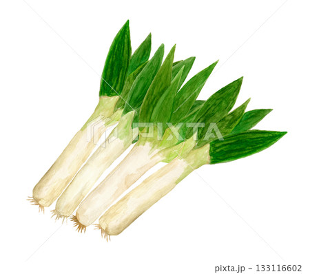 下仁田ネギを重ねて並べた手描き水彩イラスト 133116602