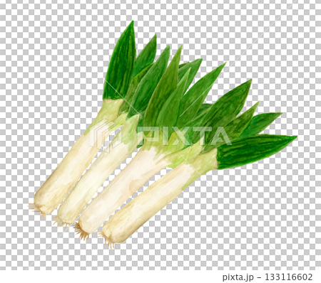 下仁田ネギを重ねて並べた手描き水彩イラスト 133116602