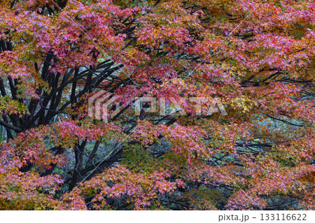 鮮やかな紅葉 鮮やかな紅葉 133116622
