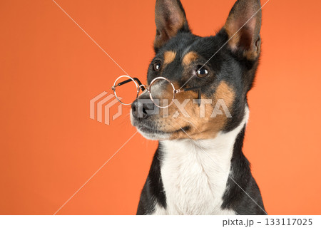 Funny dog basenji with glasses on an orange background Funny dog basenji with glasses on an orange background 133117025