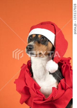 portrait of a basenji dog in a Santa hat portrait of a basenji dog in a Santa hat 133117028
