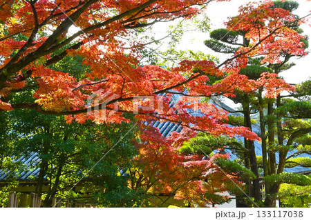 菩提院大御堂の紅葉風景 133117038