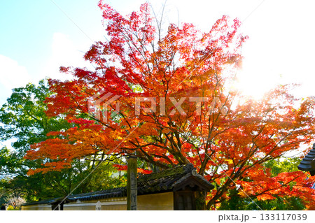 菩提院大御堂の紅葉風景 133117039