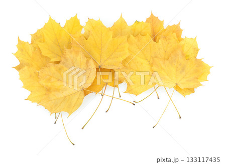 Pile of yellowed autumn leaves isolated on transparent background. Fall foliage, perfect for seasonal design, nature concepts, and decorative projects 133117435