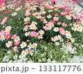 ピンクと白のマーガレットが一面に咲き乱れる花畑のクローズアップ背景 133117776