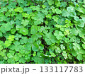自然の背景 瑞々しい三つ葉のクローバーが一面に生い茂るクローズアップ 133117783