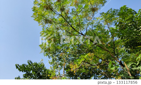 Seasonal foliage and pods on sunlit tree top 133117856