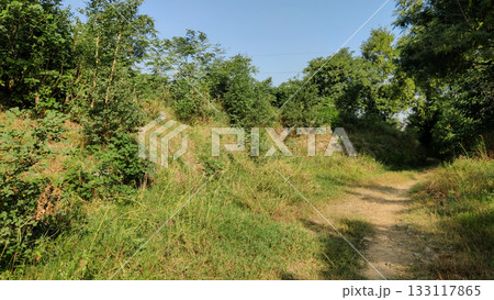 Ancient ruins hidden in overgrown Sirsukh Taxila Ancient ruins hidden in overgrown Sirsukh Taxila 133117865