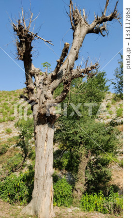 Charred tree beside green woods showing nature contrast 133117868