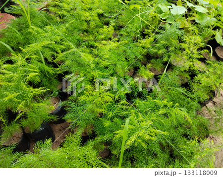 Fresh green ornamental plants growing in nursery polybags, evergreen foliage plants with bright needle like leaves commonly used for garden decoration, landscaping and outdoor greenery Fresh green ornamental plants growing in nursery polybags, evergreen foliage plants with bright needle like leaves commonly used for garden decoration, landscaping and outdoor greenery 133118009