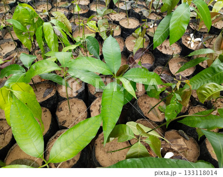 Multiple mango saplings growing in black plastic grow bags arranged in neat rows on soil at plant nursery for commercial agriculture and horticulture in India during monsoon season Multiple mango saplings growing in black plastic grow bags arranged in neat rows on soil at plant nursery for commercial agriculture and horticulture in India during monsoon season 133118014