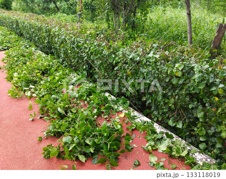 Trimmed garden hedge with scattered green leaves and branches on red pathway, post-maintenance scene showing fresh leaf debris after pruning in outdoor park environment 133118019